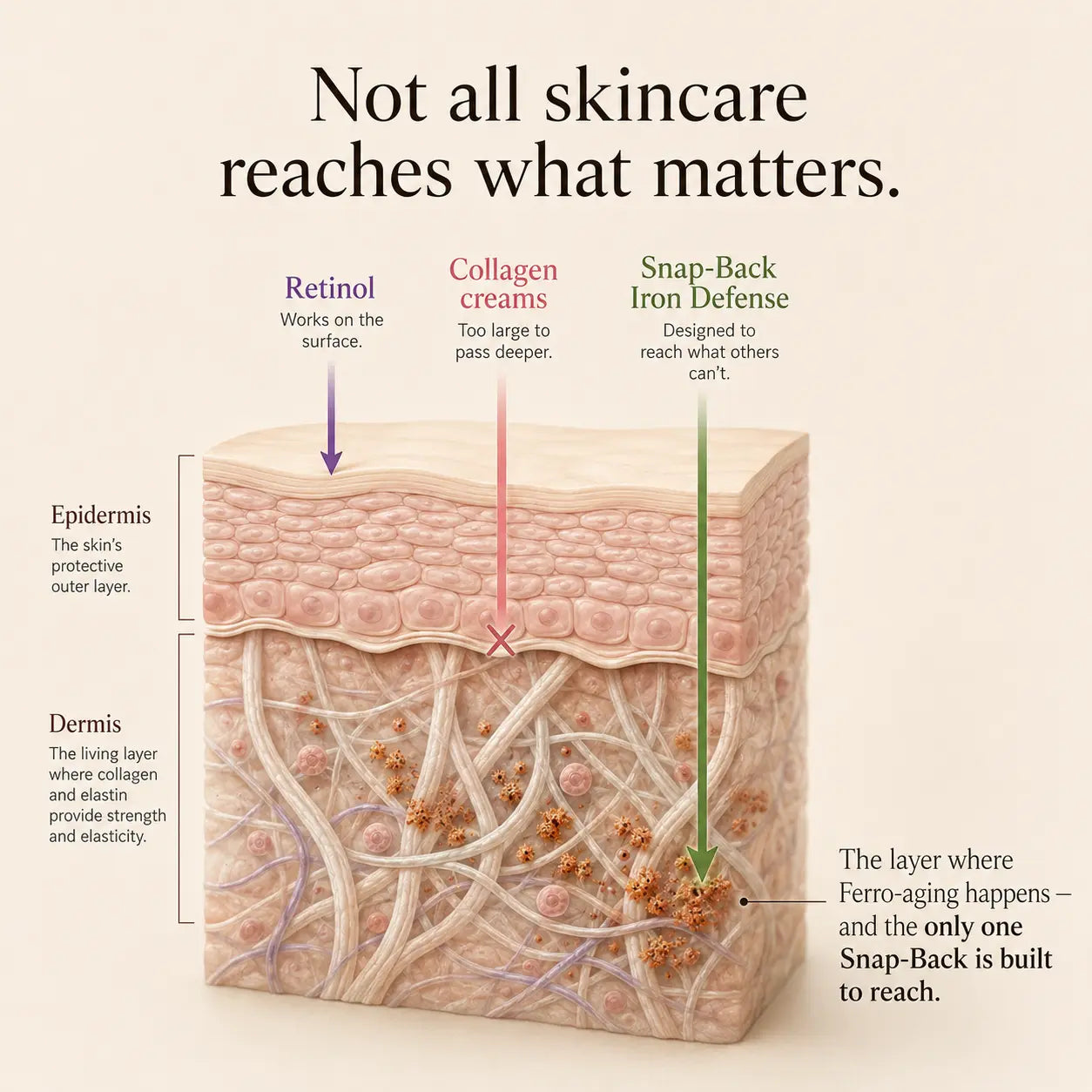 Skin cross-section — retinol works on the surface, collagen creams are too large to pass deeper, Snap-Back Iron Defense is designed to reach what others can't